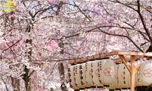 Cảnh hoa anh đào Nhật Bản